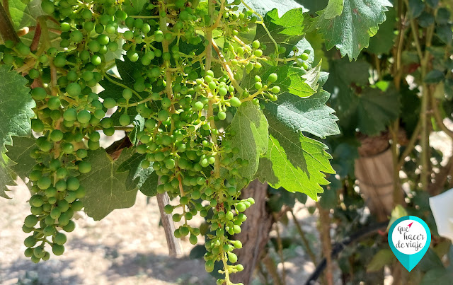 Uvas del viñedo de Bodegas Volver