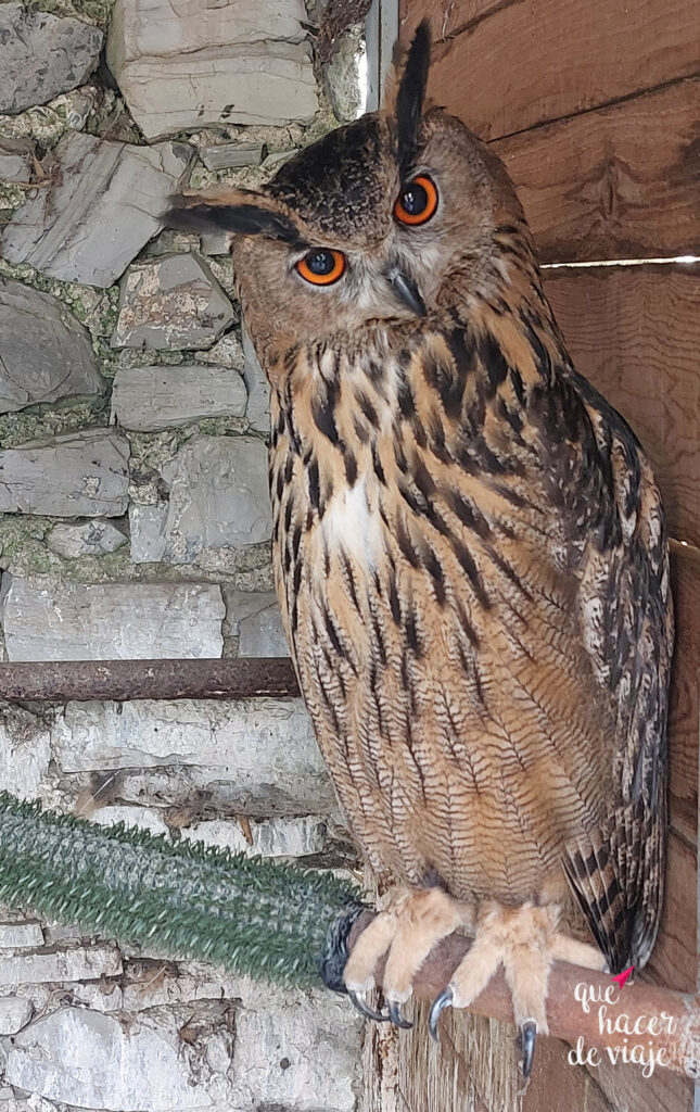 Búho del Castillo de Vezio