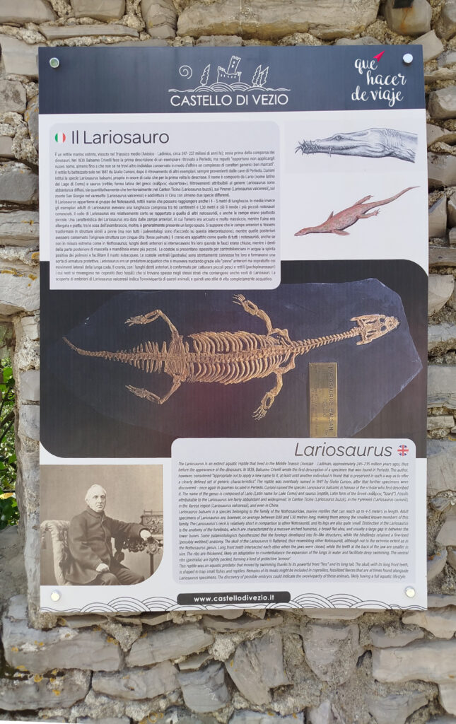 El Lariosaurus: dentro de la torre hay una exposición permanente dedicada a este reptil marino extinto, cuyos fósiles se encontraron en Perledo en 1830.