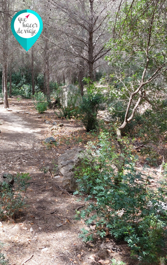 Pinada en el paseo para subir al Cañon de Mascarat